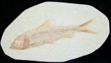 Knightia Fossil Fish - Wyoming #7544-1